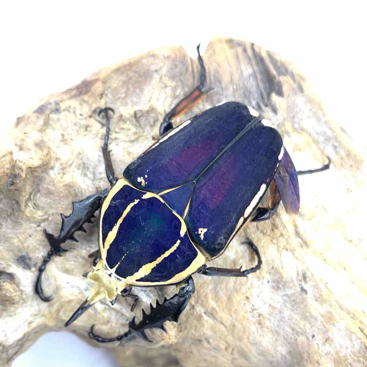 ウガンダ　ウガンデンシス　パープル、ブルー　3頭 ウガンダ ウガンデンシス パープル、ブルー 3頭 【公式通販】