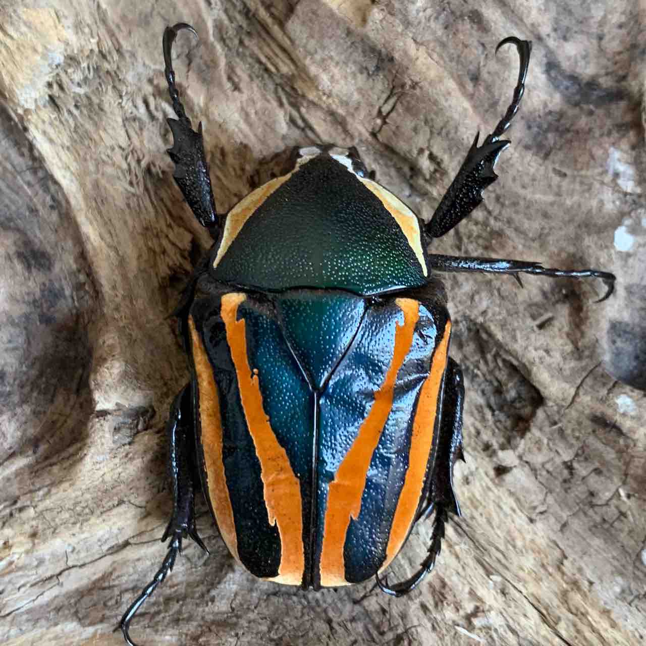 カナブン｜INSECT.Minoh.City