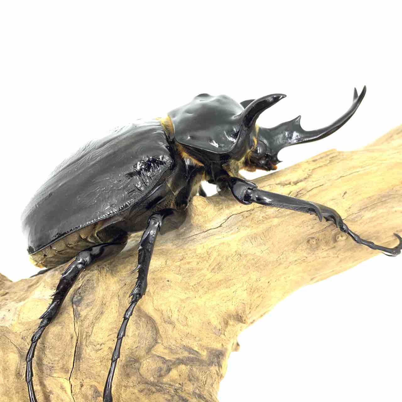 マルスゾウカブト(M,mars) 飼育開始 : GOKUSAISHIKI(サブ)