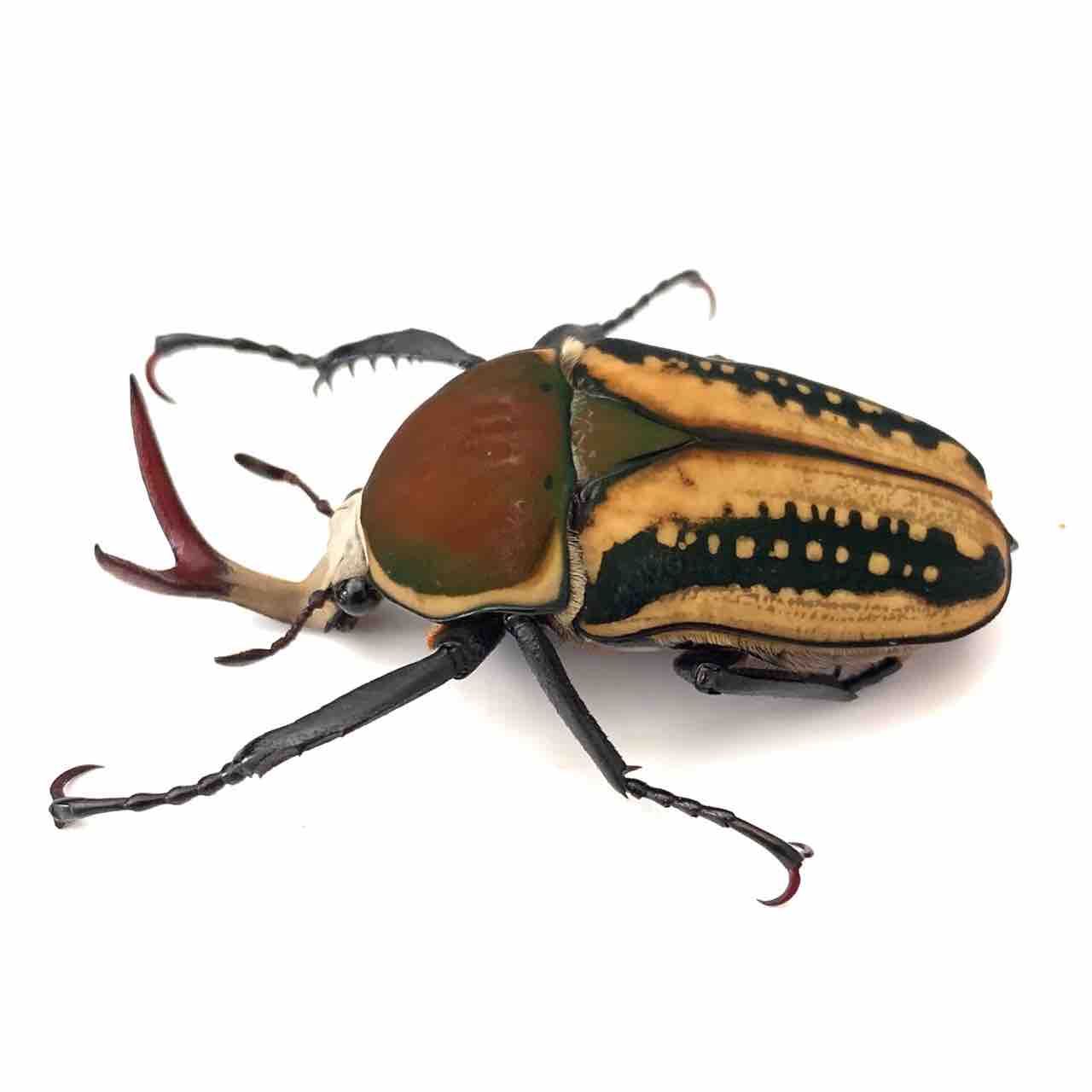 サスマタツノカナブン(M,Harrisi) : GOKUSAISHIKI(サブ)