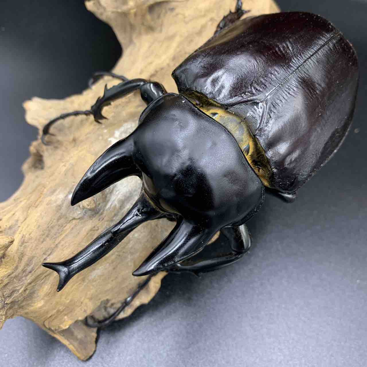 M,actaeon(アクティオンゾウカブト) 開始 : GOKUSAISHIKI(サブ)