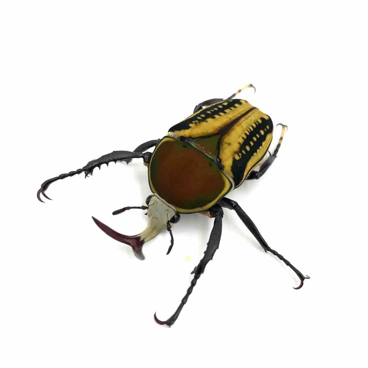 サスマタツノカナブン M Harrisi 角虫を触らせて サスマタツノカナブン M Harrisi 角虫を触らせて