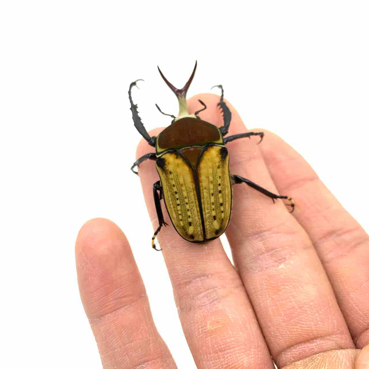 デュカリスサスマタカナブン　45mm デュカリスサスマタカナブン 45mm デュカリスサスマタカナブン 45mm