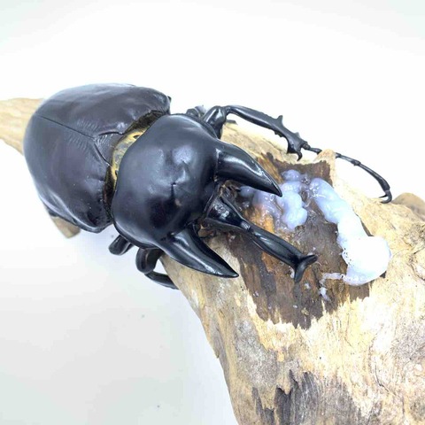 開始 大型ペアアクティオンゾウカブト（アクタエオンゾウカブト