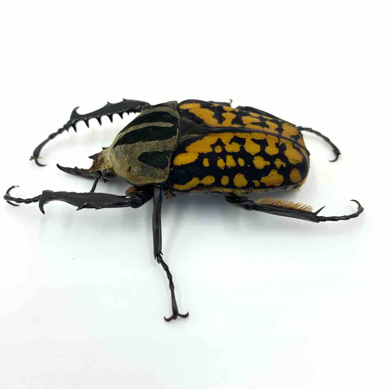 オーベルチュールオオツノカナブン 羽化 : GOKUSAISHIKI