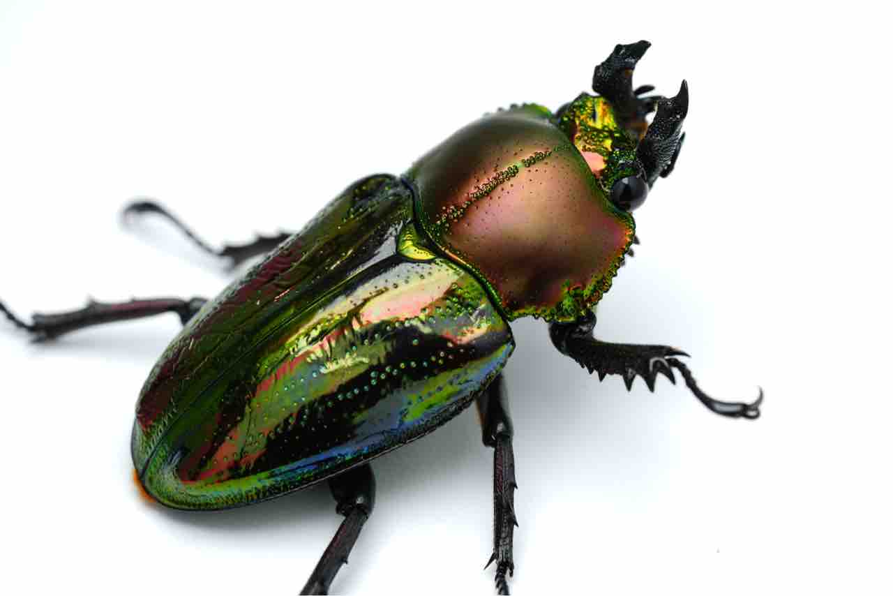 オーストラリア産　タマムシセット2　8-17mm オーストラリア産 タマムシセット2 8-17mm 【公式通販】