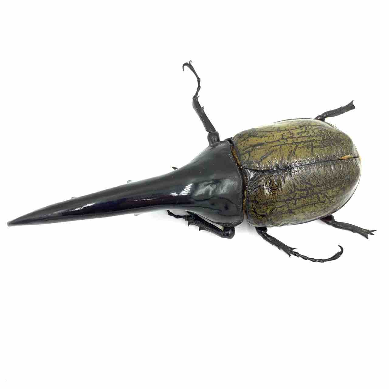DH ヘラクレス オオカブト 成虫 ♂♀ ペア ♂123mm