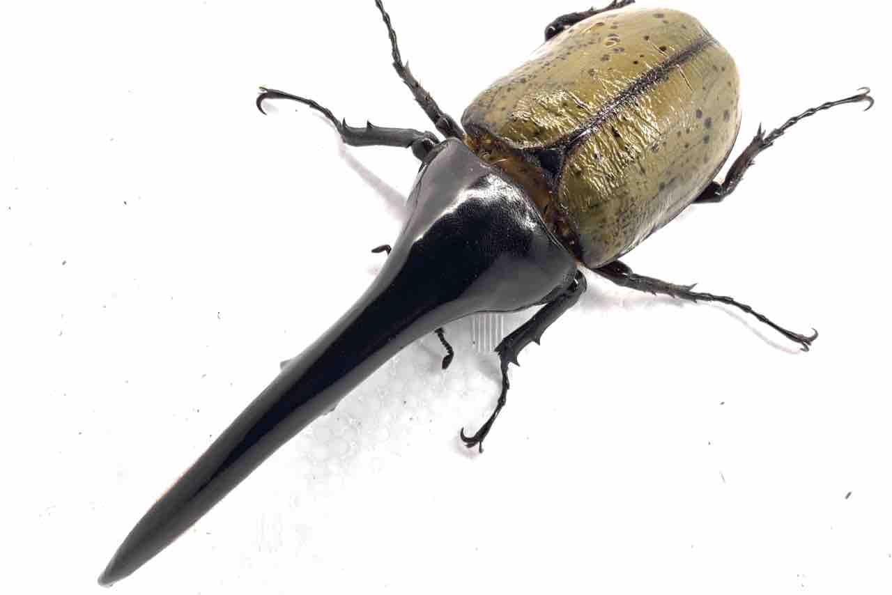 Amazonicoヘラクレス・ヘラクレス♂161mm単品｜ペット、生き物