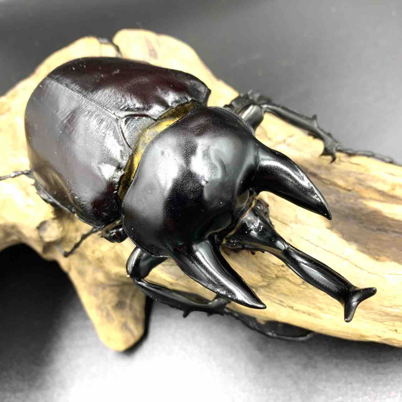 【昆虫標本】アクテオンゾウカブト　胸角の長い良型 昆虫標本】アクテオンゾウカブト 胸角の長い良型