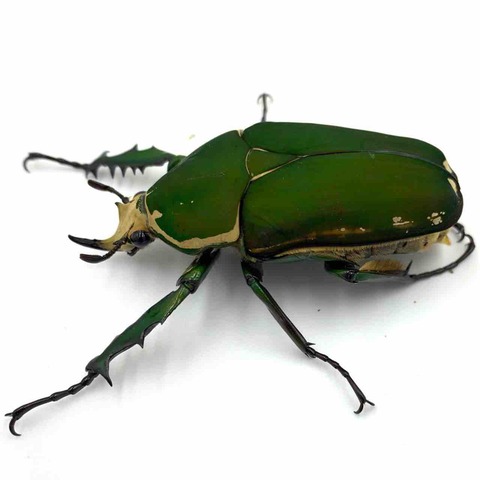 インマキュリコリスオオツノカナブン(M,T,immaculicollis) 飼育記