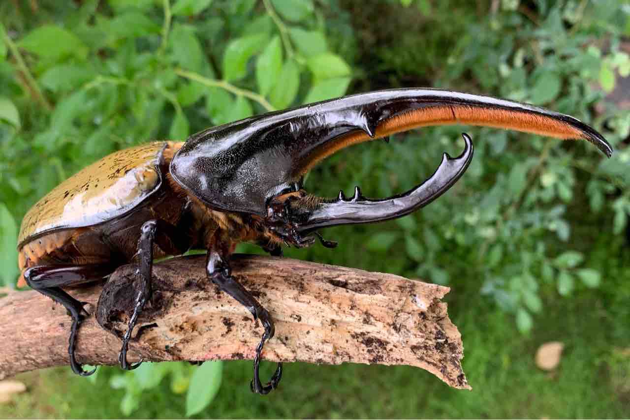 Dhh 強烈な角折れ を入手 ヘラクレスブリーダーの自己満ブログ