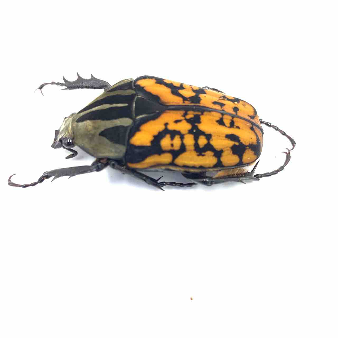 オーベルチュールオオツノカナブン(M,oberthueri) 飼育記