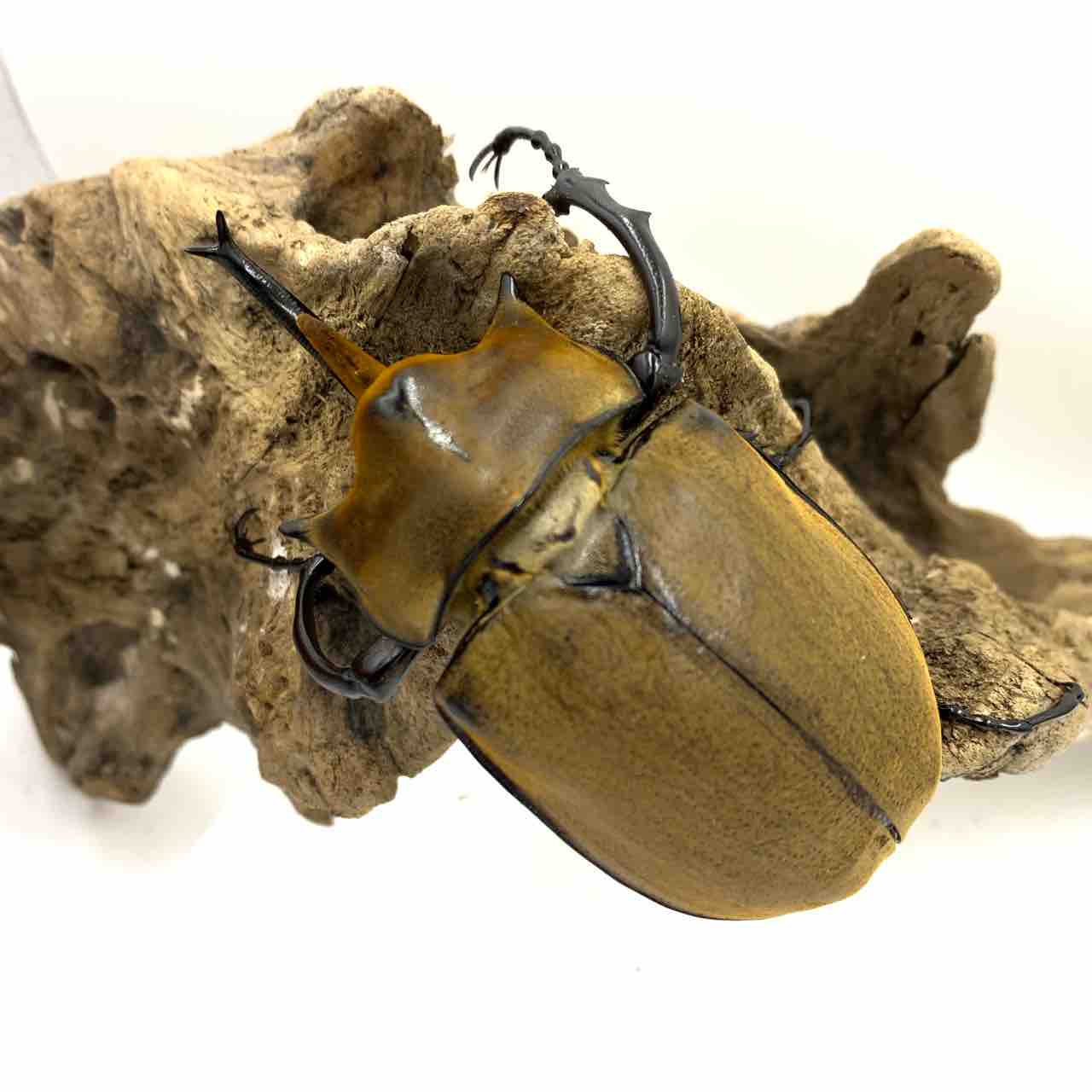 エレファスゾウカブト エレファスゾウカブト – INSECT SHOP KMY