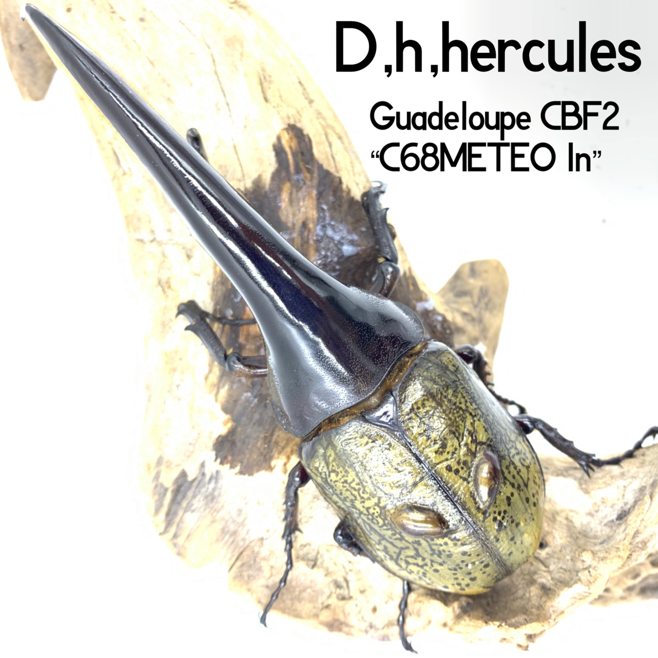DHH】新♂補強 C68メテオ イン : GOKUSAISHIKI(サブ) DHH】新♂補強 C68メテオ イン : GOKUSAISHIKI(サブ)