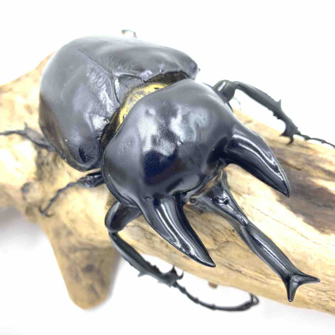 M,actaeon(アクティオンゾウカブト) 開始 : GOKUSAISHIKI