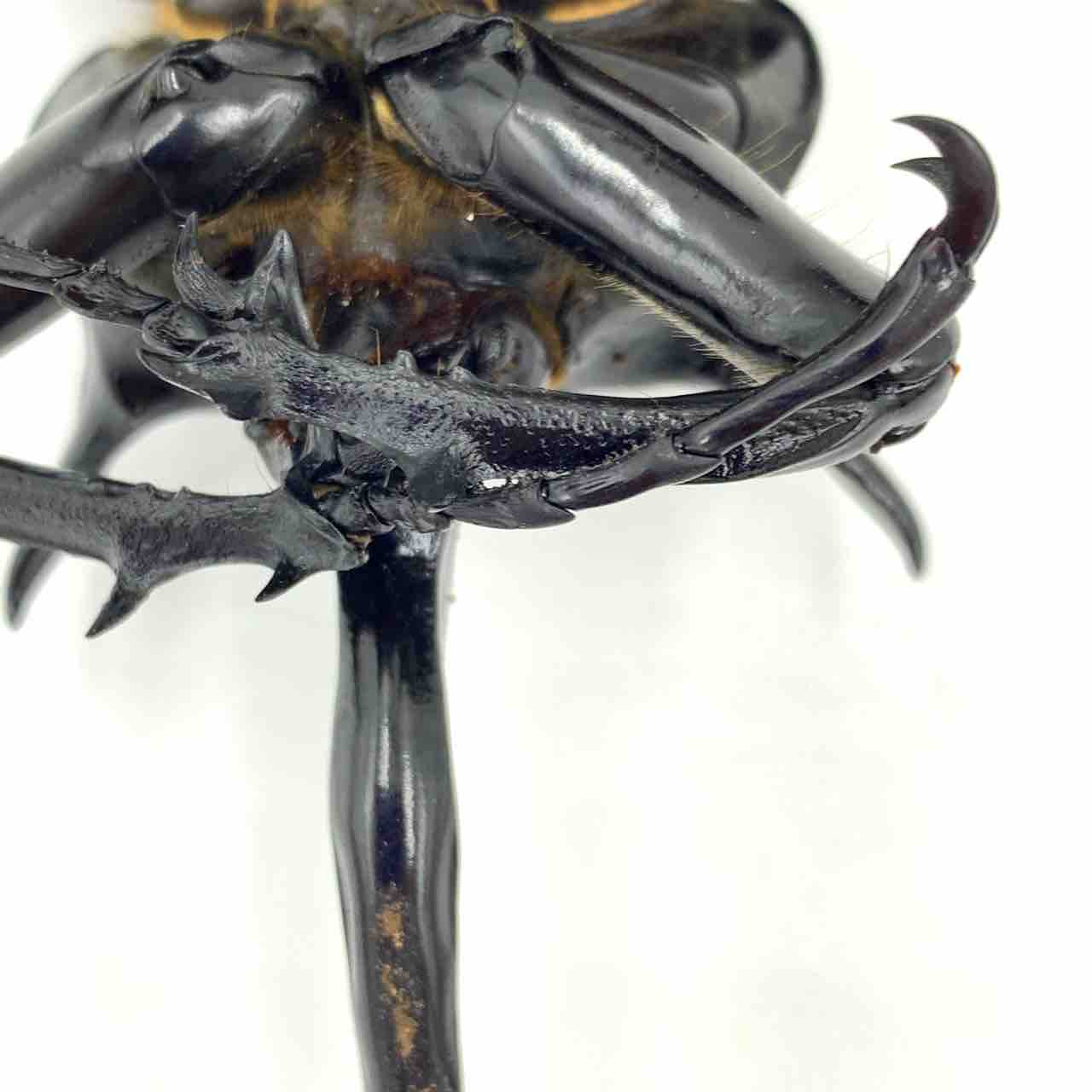 Microcyphus rousseaui ウニ 殻 大