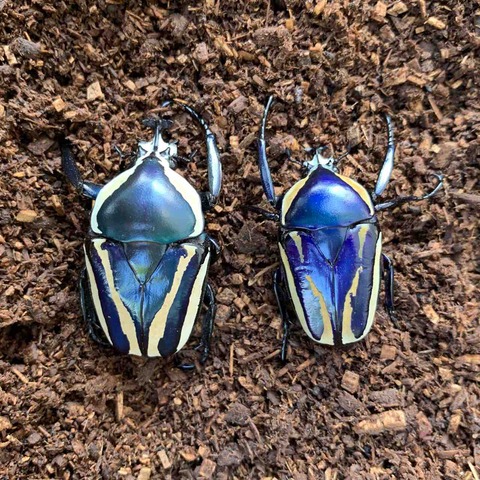 FullSizeRender