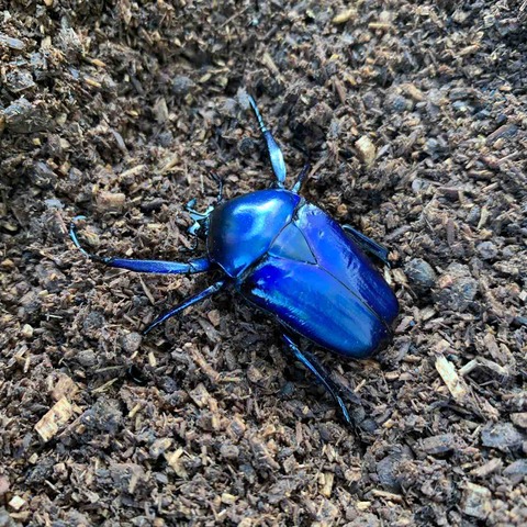 シロスジオオツノカナブン(D,derbyana ssp.) 飼育記 : GOKUSAISHIKI(サブ)