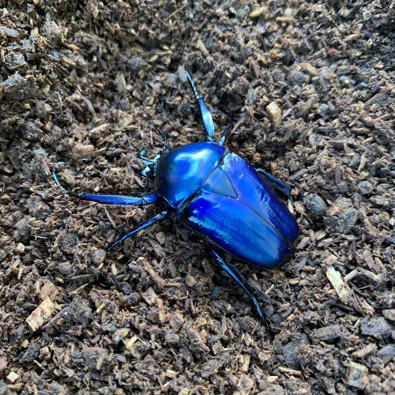 カナブンページ シロスジオオツノカナブン(D,derbyana ssp.) 飼育記