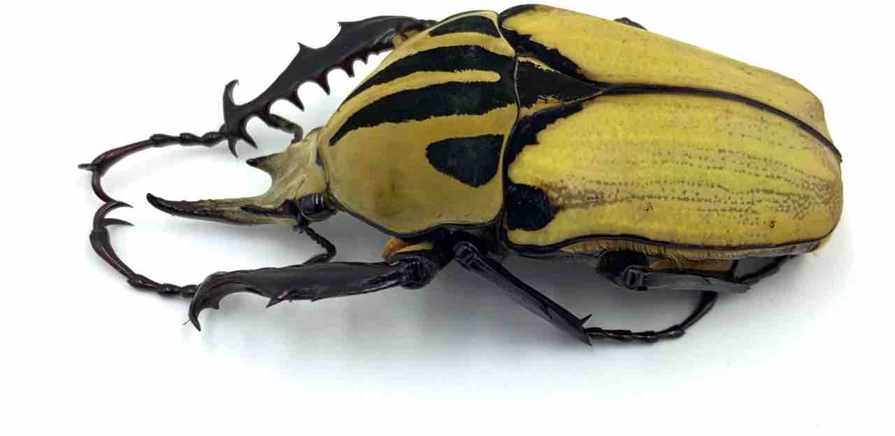 オーベルチュールオオツノカナブン 羽化 : GOKUSAISHIKI