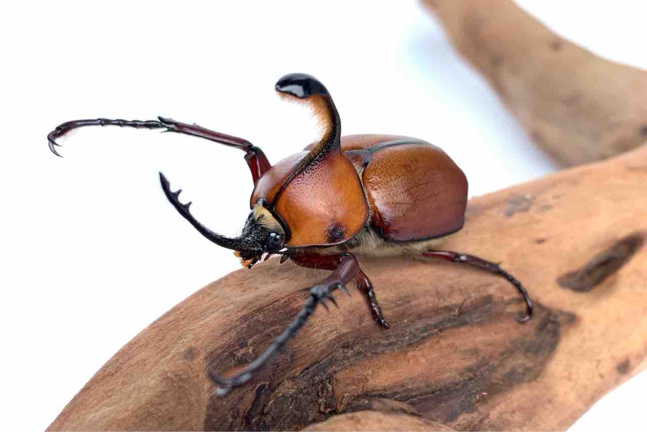 マルスゾウカブトが年中安いのは「金儲け層」が参入しにくいから