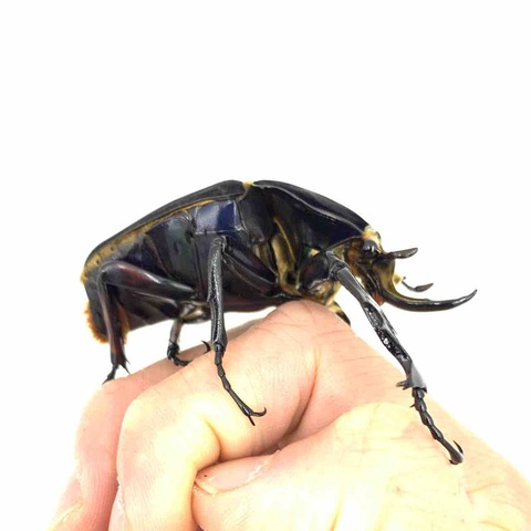 FullSizeRender