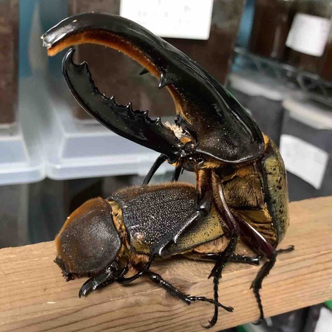 FullSizeRender