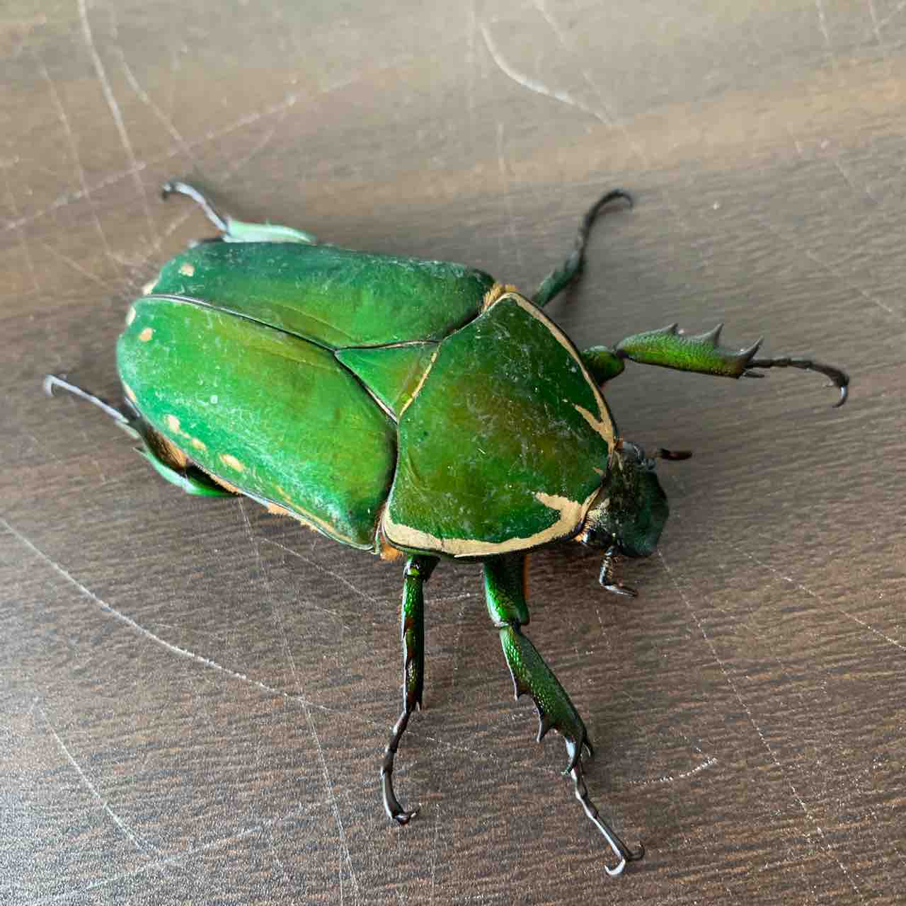 インマキュリコリスオオツノカナブン(M,T,immaculicollis) 飼育記