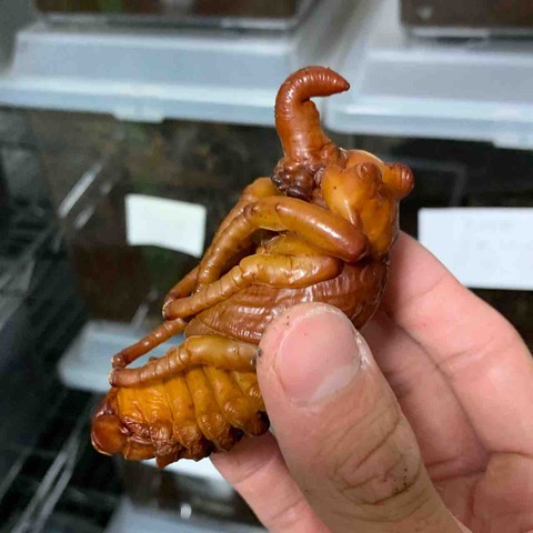 FullSizeRender