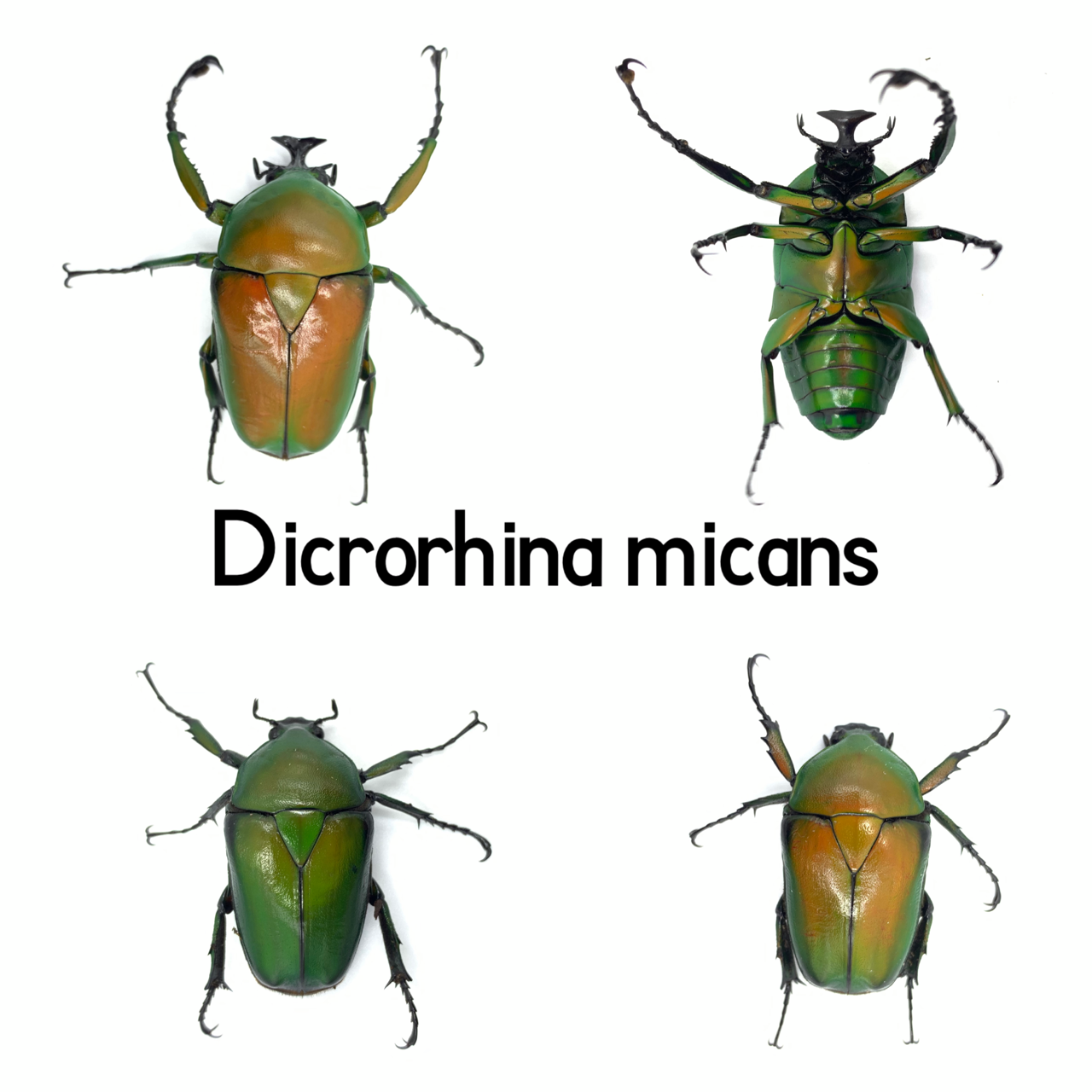 オオツノカナブン(Dicrorhina micans) 飼育記 : GOKUSAISHIKI(サブ) オオツノカナブン(Dicrorhina micans) 飼育記 : GOKUSAISHIKI(サブ)