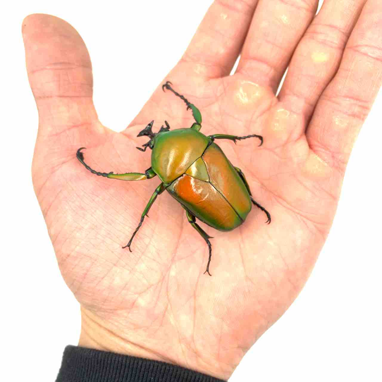 人気ブランド 福袋 タイ （カナブン「色形 セット カナブン コガネムシ 標本用品