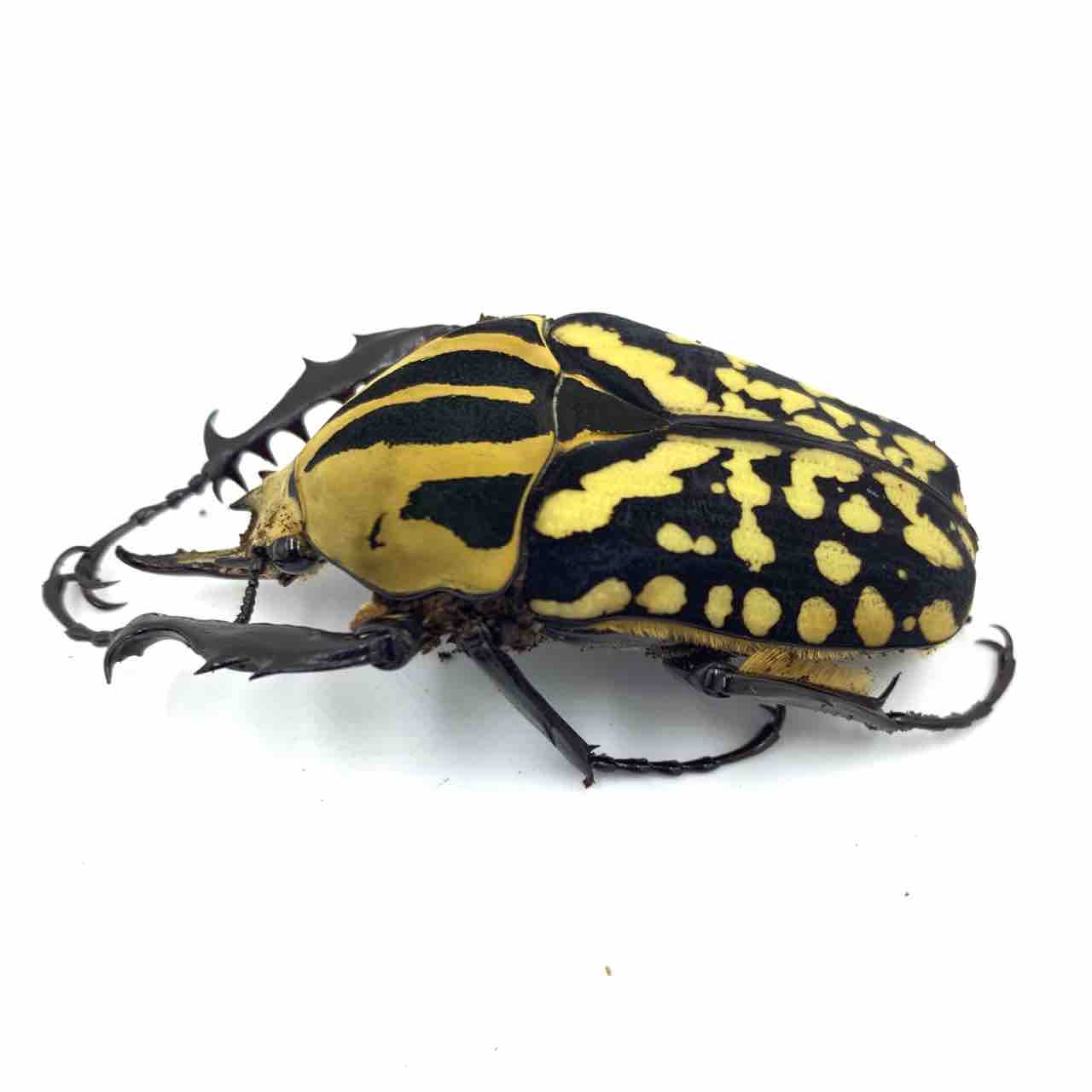 オーベルチュールオオツノカナブン(M,oberthueri) 飼育記 : GOKUSAISHIKI