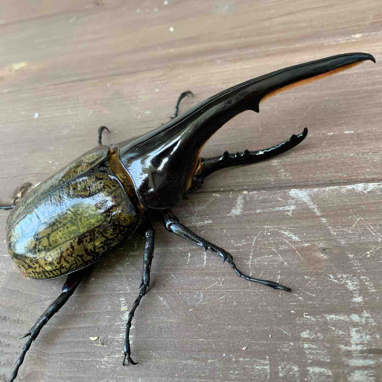 DHH】数値でわかる驚愕の事実。 : GOKUSAISHIKI(サブ)