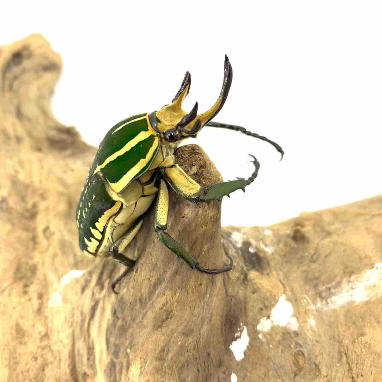 ポリフェムスオオツノカナブン(M,P,confluens) 飼育記 : GOKUSAISHIKI