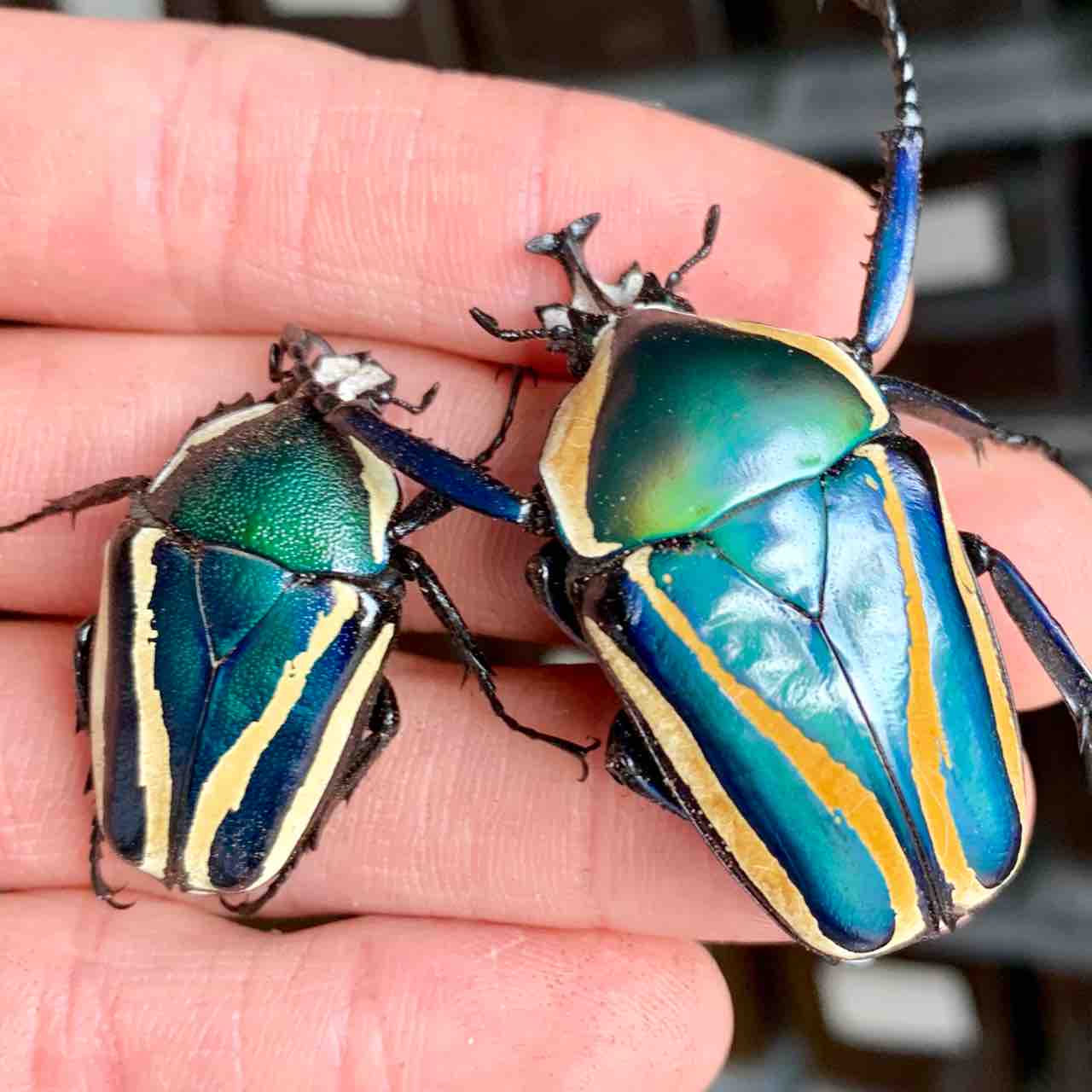 シロヘリカナブン ライン紹介①ブルー系統 : GOKUSAISHIKI(サブ)