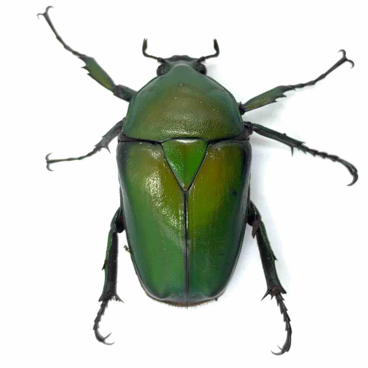 オオツノカナブン(Dicronorhina micans) WD飼育記 : GOKUSAISHIKI(サブ)