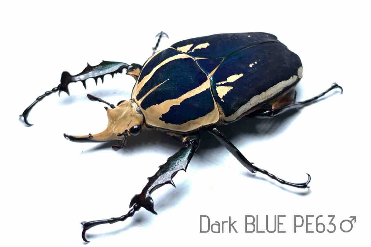 ウガンデンシス羽化始まる♪ | むしはなブログ（生き物大好きの