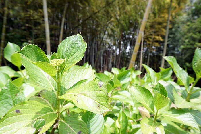 風船虫 おくのフォト道