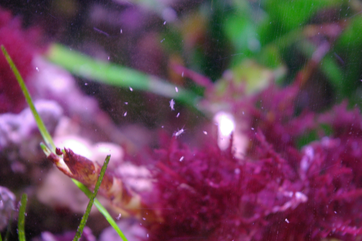 プランクトン到着 水あわせ 水槽投入 ニモに食される ん プリウスとローライズ海水魚