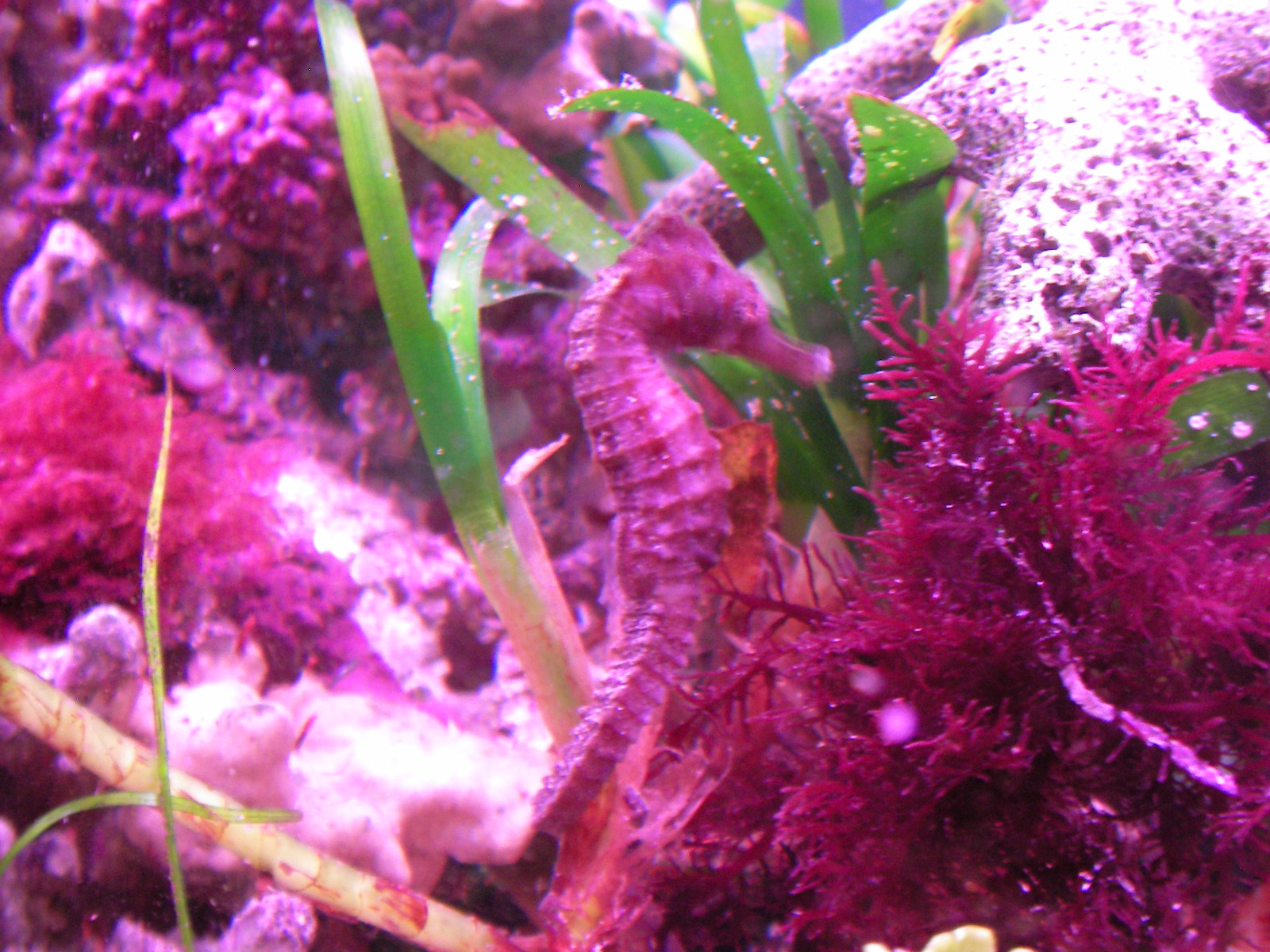 タツノオトシゴをリフジウム水槽に投入 ん プリウスとローライズ海水魚