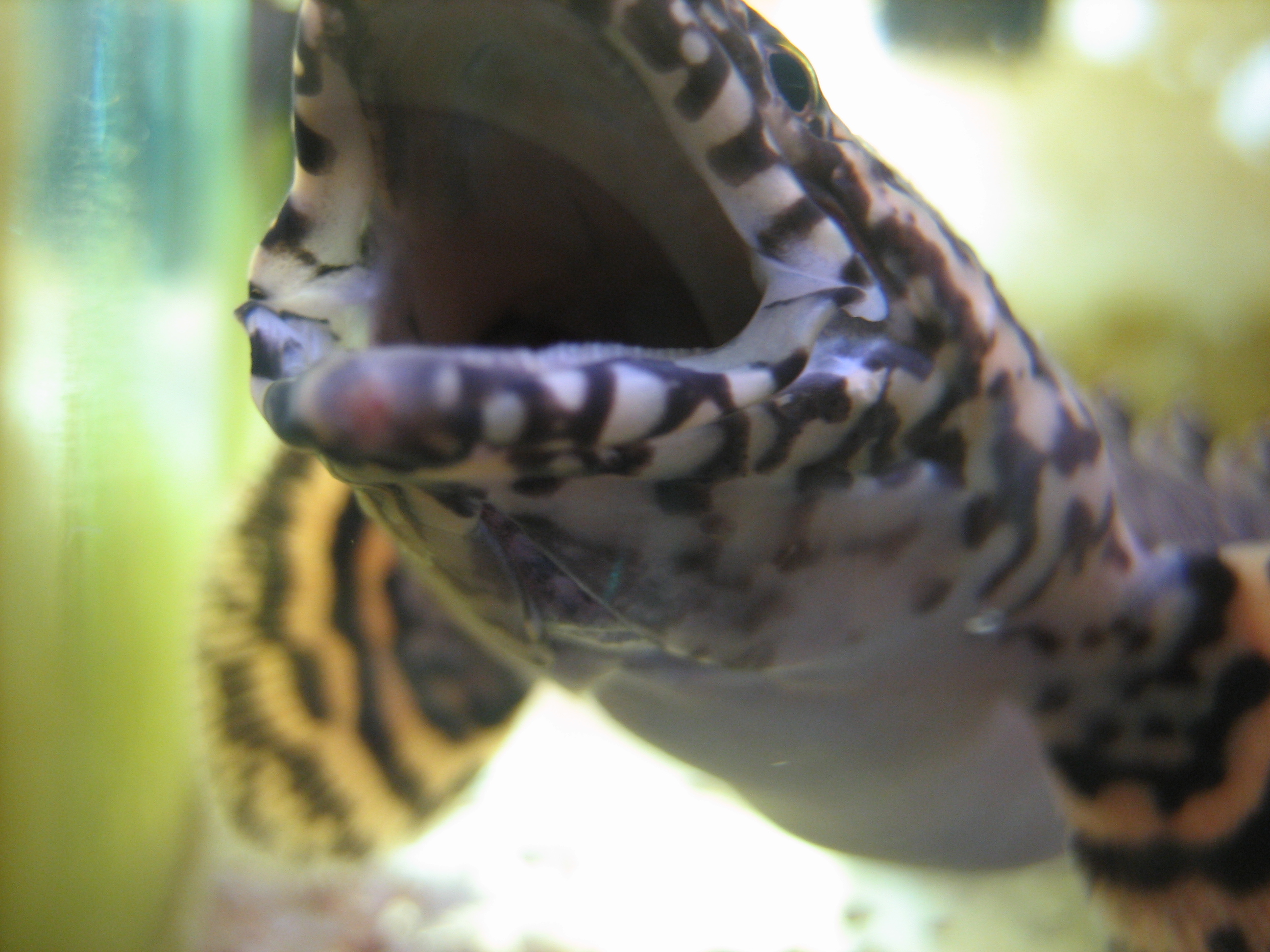 ドブレアギラ 水槽 飼育魚 Livedoor Blog ブログ