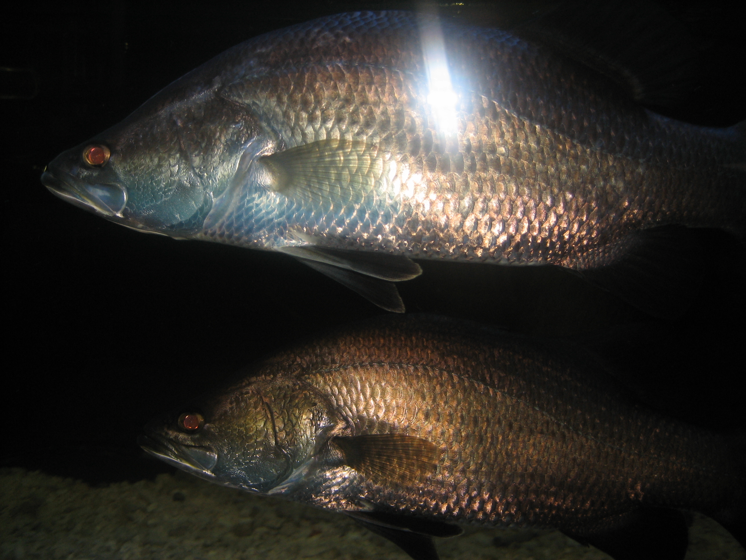 Barramundi ドブレアギラ