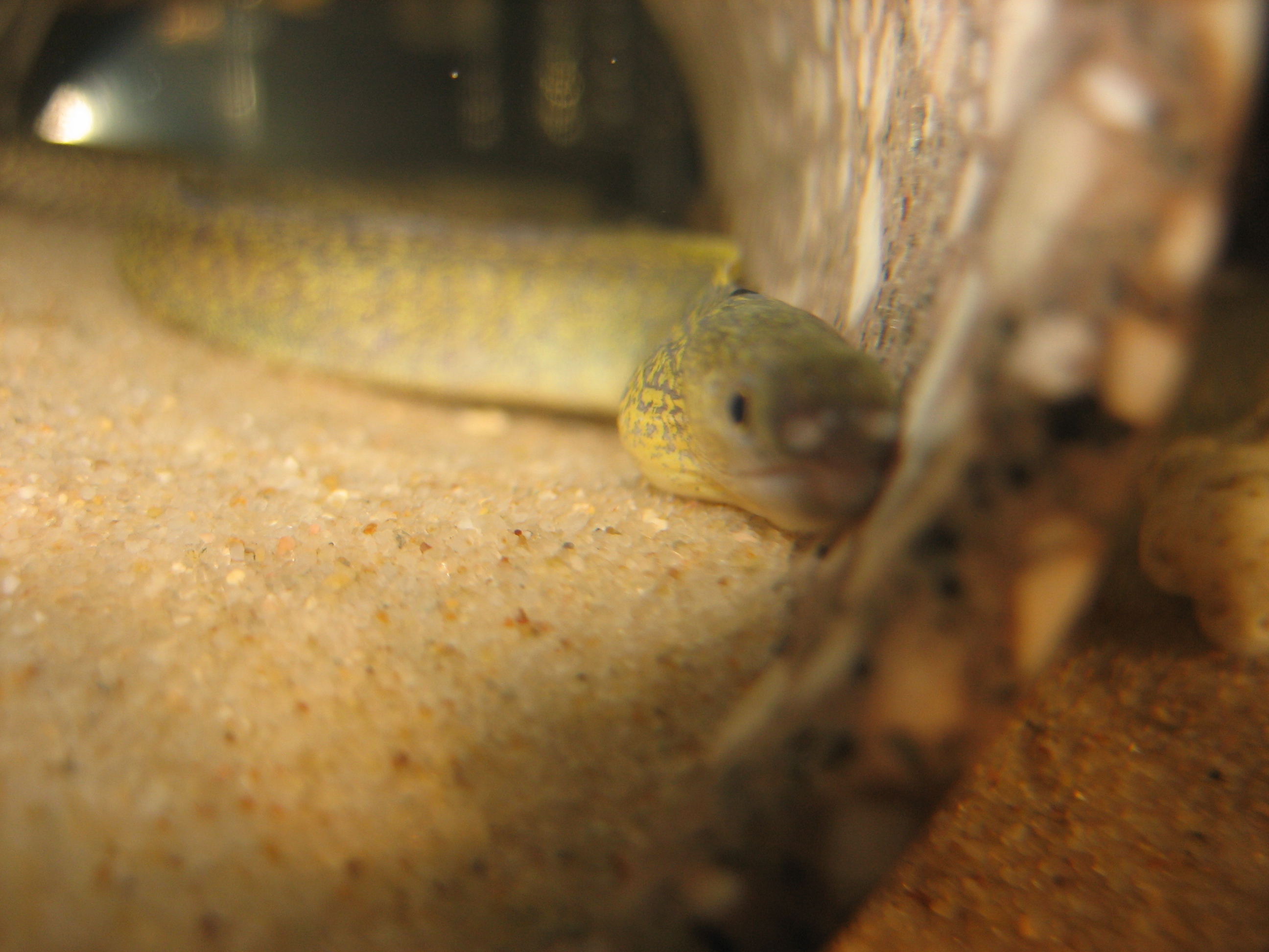 淡水ウツボは何でも食うんだな ドブレアギラ
