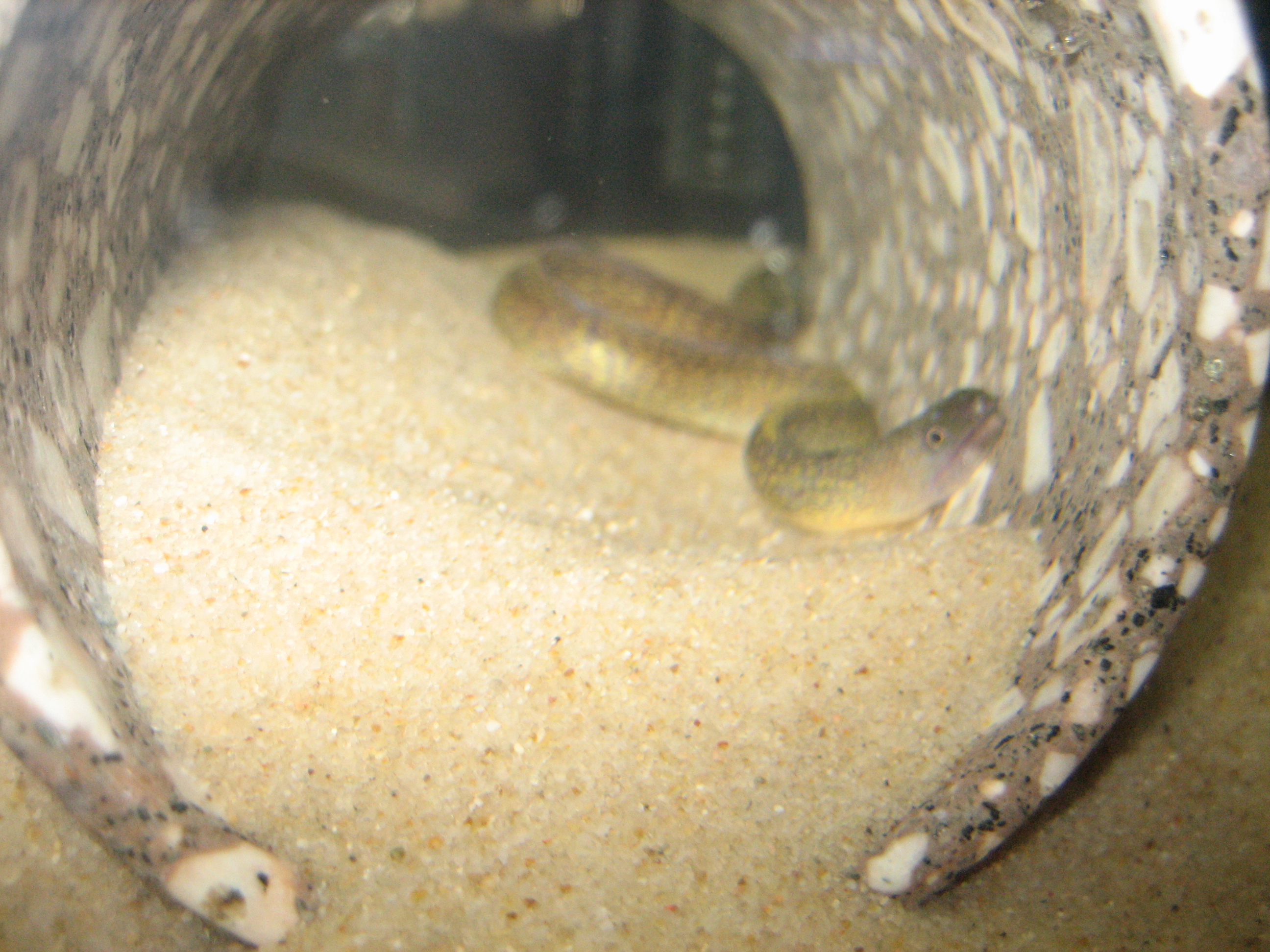 淡水ウツボがやってきた ドブレアギラ