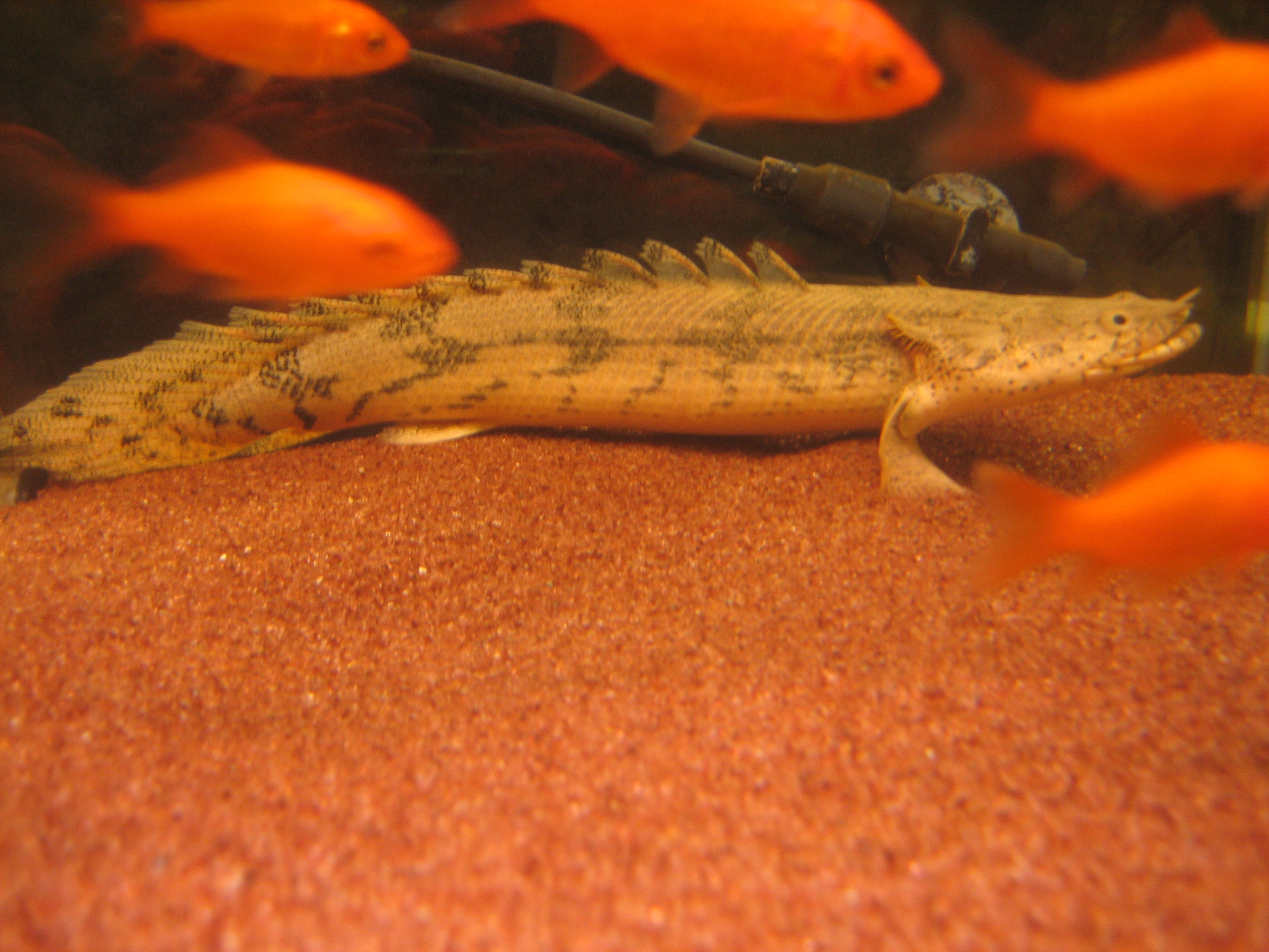 エンドリがまた成長 ドブレアギラ