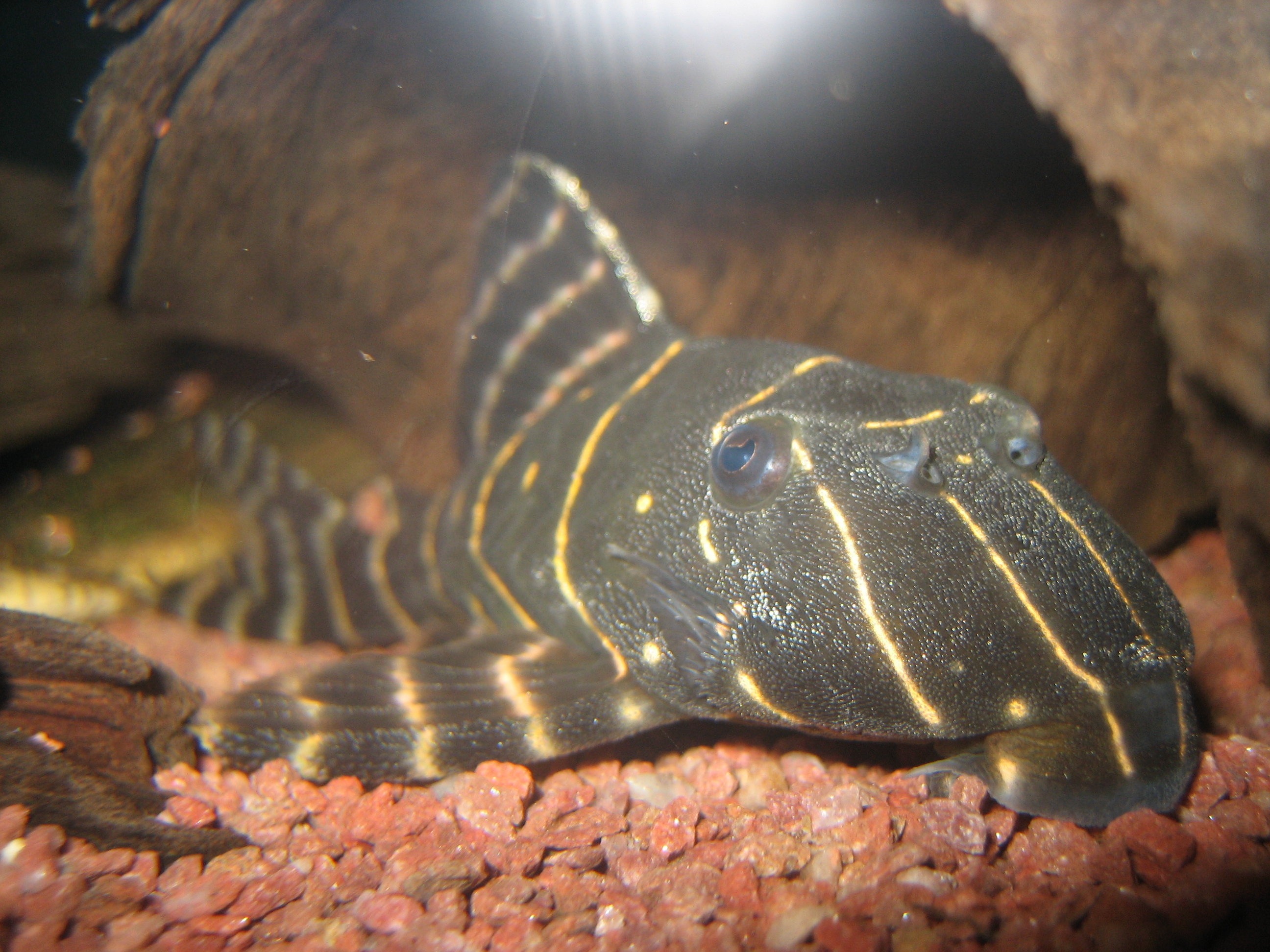 ドブレアギラ 水槽 飼育魚 Livedoor Blog ブログ