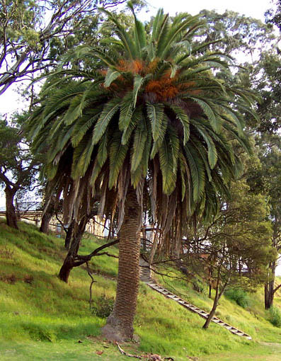 Phoenix_canariensis