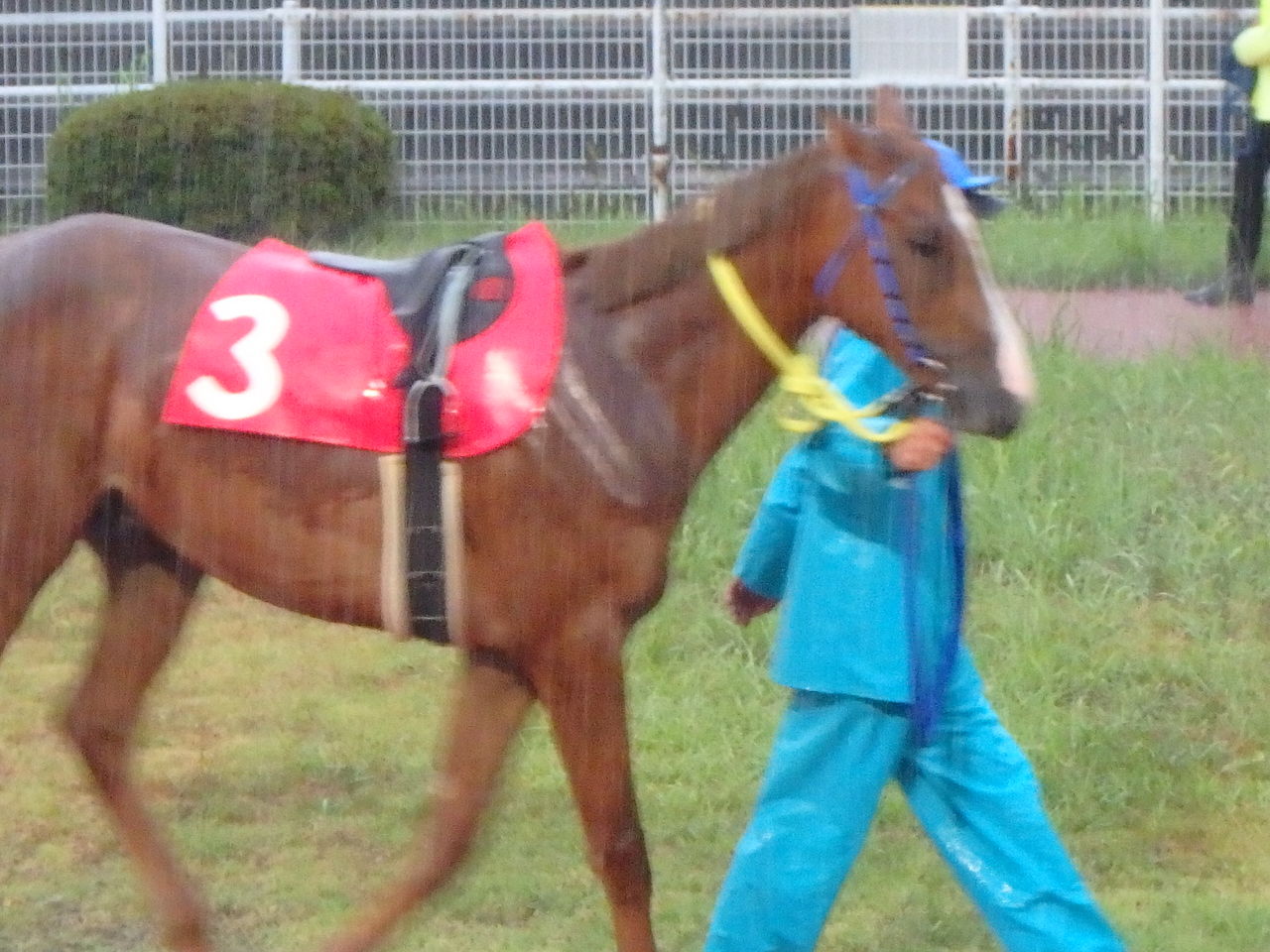 高知競馬8月6日 日 第２レース ２歳 ２ 最初の新馬戦の再戦 サードレディ好スタートから１着 チョコマカロンはなかなかゲートに入れず競争除外に 地方競馬が熱い 高知競馬場を中心に水沢 盛岡 佐賀 園田 金沢 笠松 名古屋 門別 南関 帯広ばんえい