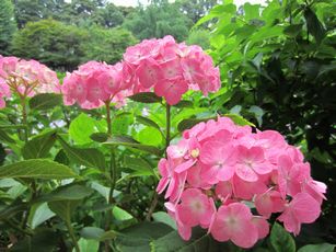 IMG_0402
