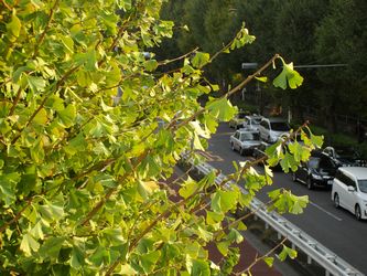 IMG_0868